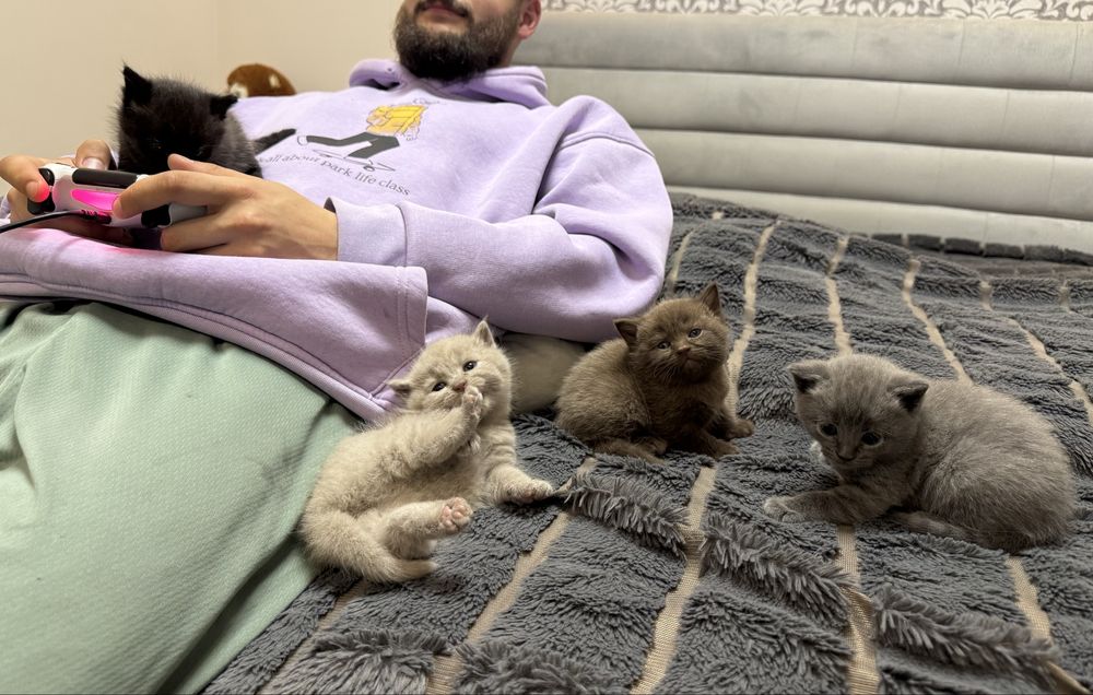 Віддам в хороші руки котика