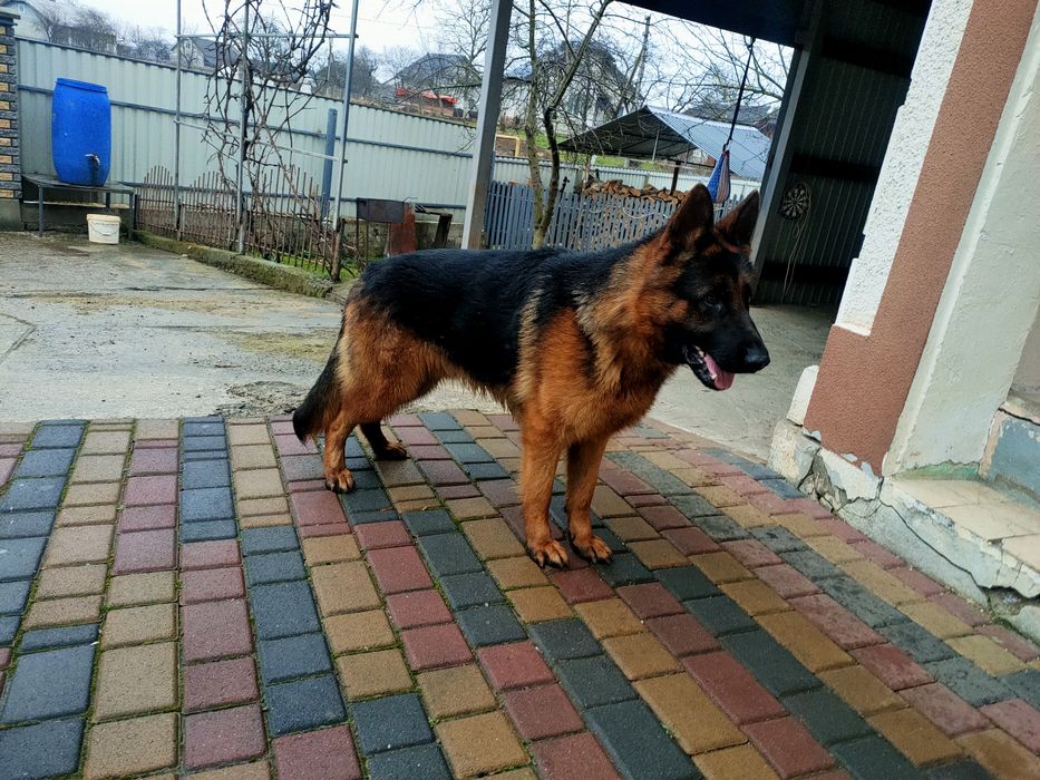 Молодий кобель на в'язку