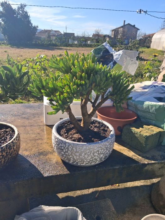 Plantas  suculentas