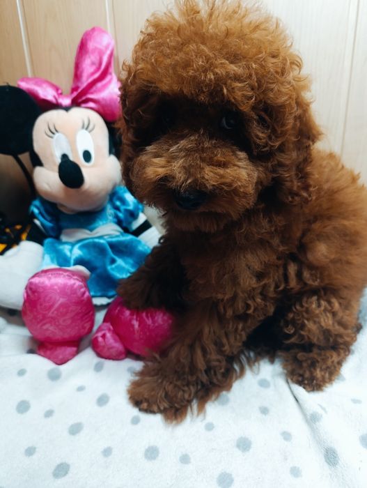 Пудель Той Ред Браун