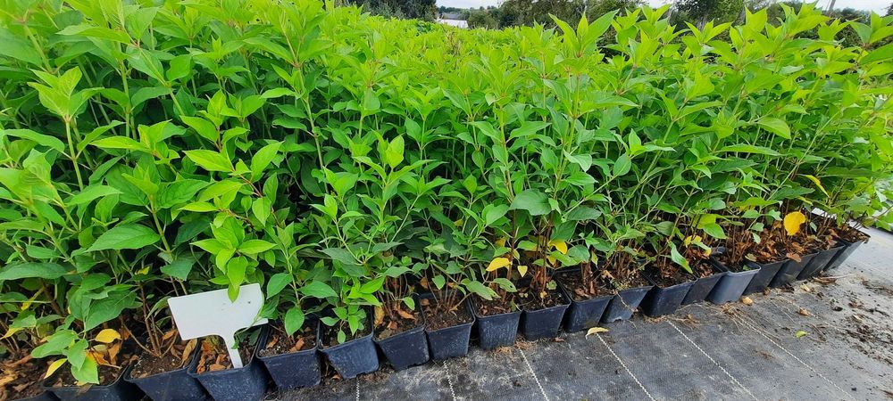 Hortensja bukietowa P9 w odmianach