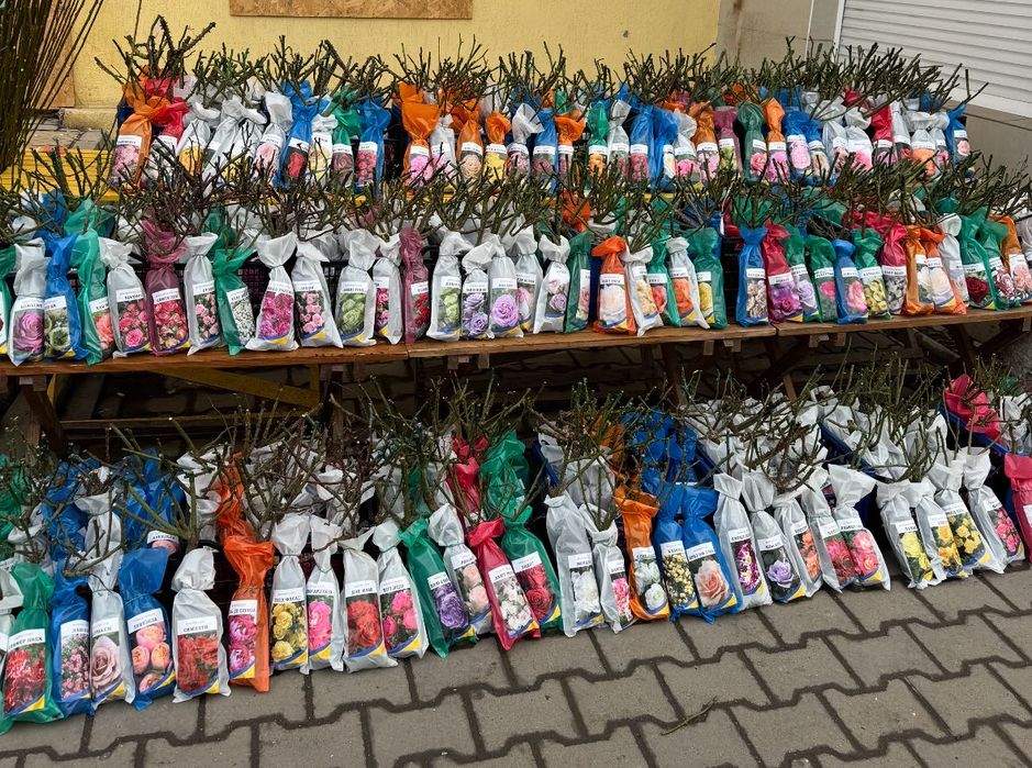 ТРОЯНДИ ГУРТ роздріб !!!