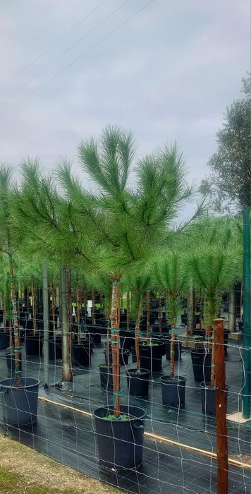 Lote 15 pinheiros mansos 2.20/2.30