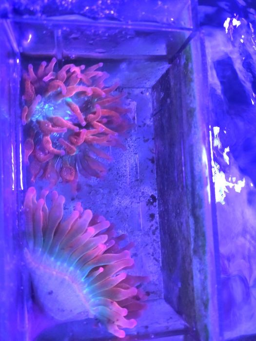 3 Anémonas BBT Rainbow (envio disponível)