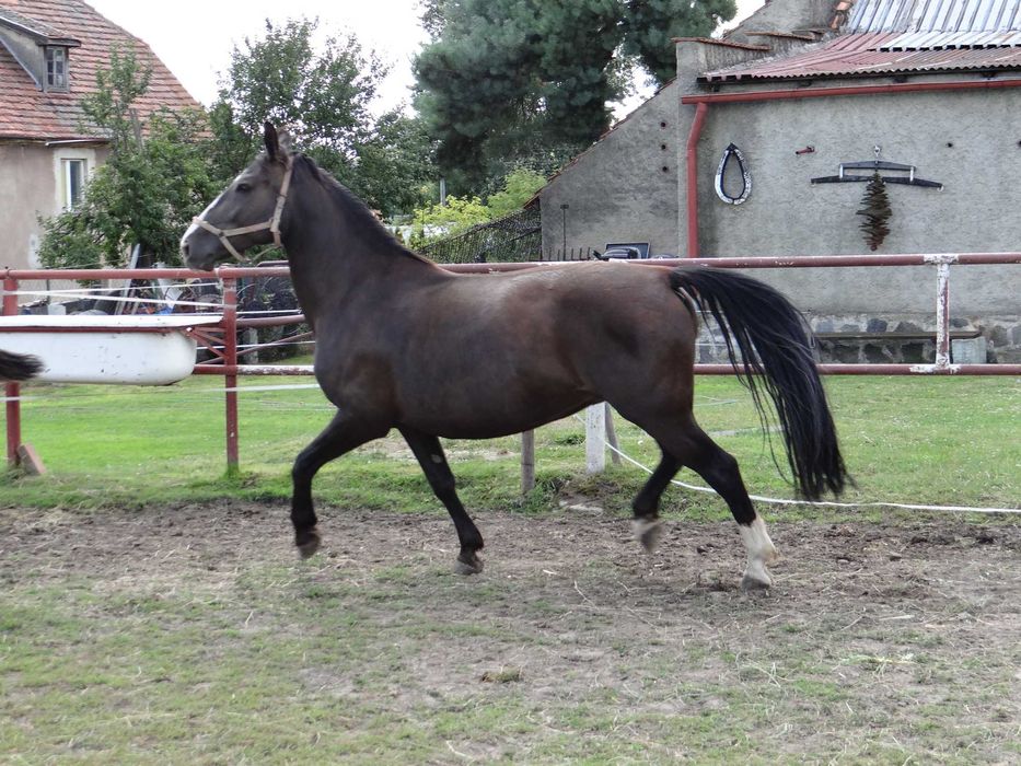 Sprzedam klacz rasy śląskiej - BONITA