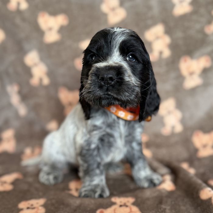 Piesek cocker spaniel angielski szczeniak