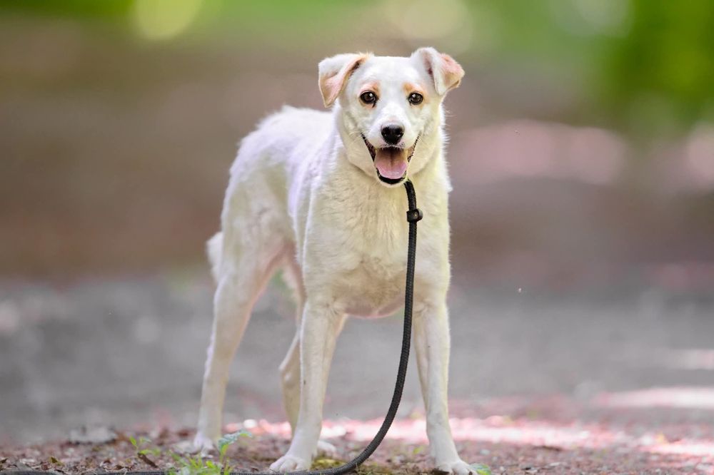 Mloda sunia Spinka blaga o dom