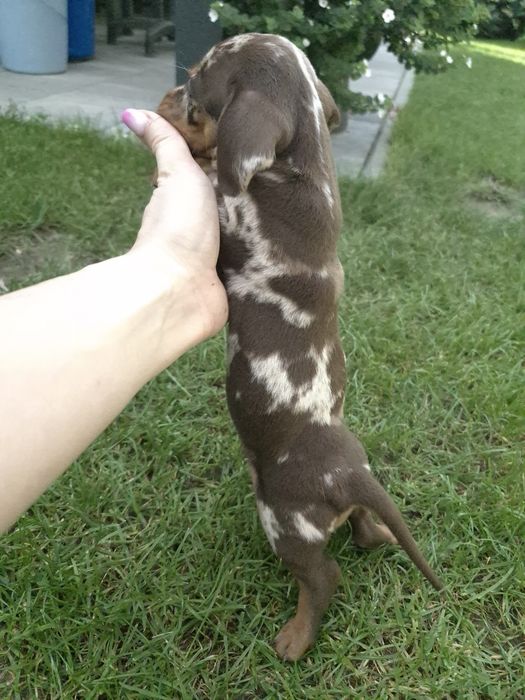 Jamnik standardowy krótkowłosy suczka red merle