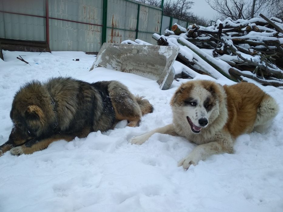 Алабай ,  в'язка