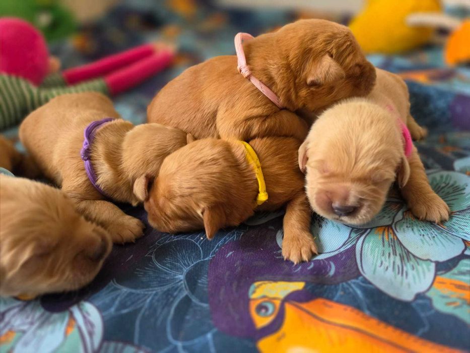 GOLDEN RETRIEVER-złote i ciemnozłote, ZKwP,