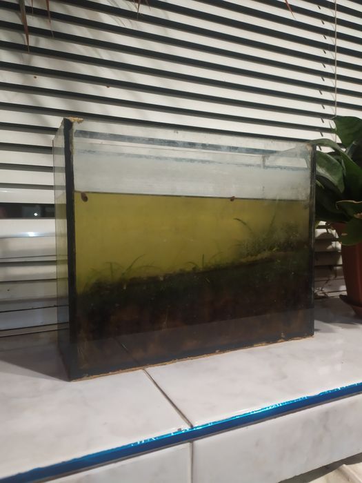 Аквариум небольшой 2.5 литра бесплатно