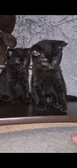 Британські короткошерсті кошенята шукають люблячі родини!