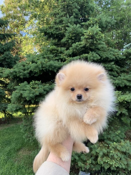 Померанcкий шпиц док КСУ/FCI