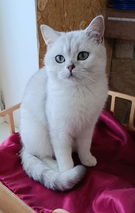 Мальчик серебристый шиншилла