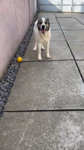 Алабай сучка 4 роки