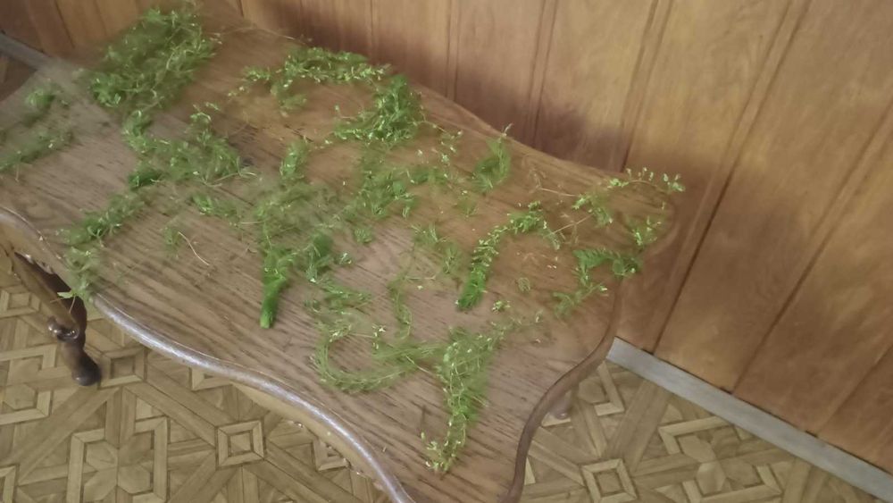 Роголистник - рослина для акваріуму