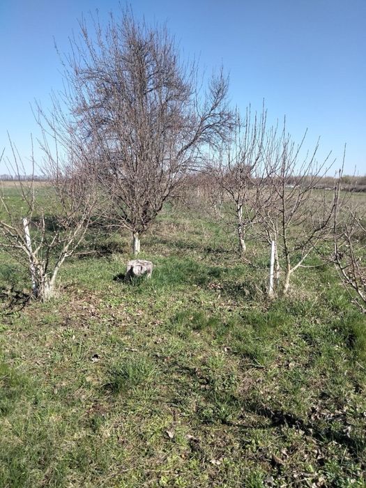 Продам будинок в селі Тополі Козелецького району Чернігівської області