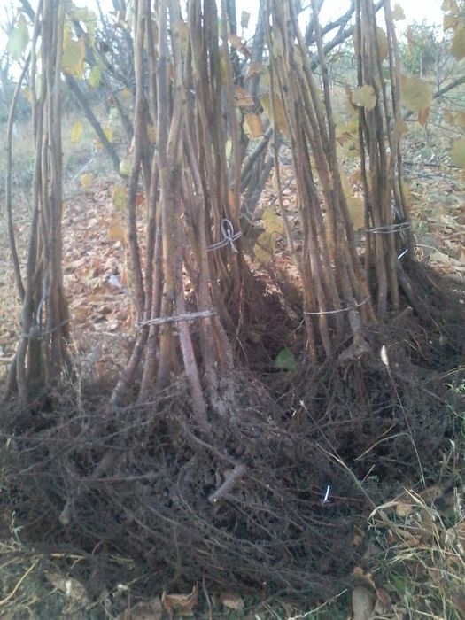 Саженцы ФУНДУКА отводки и Черенки ГОЛАНДИЯ