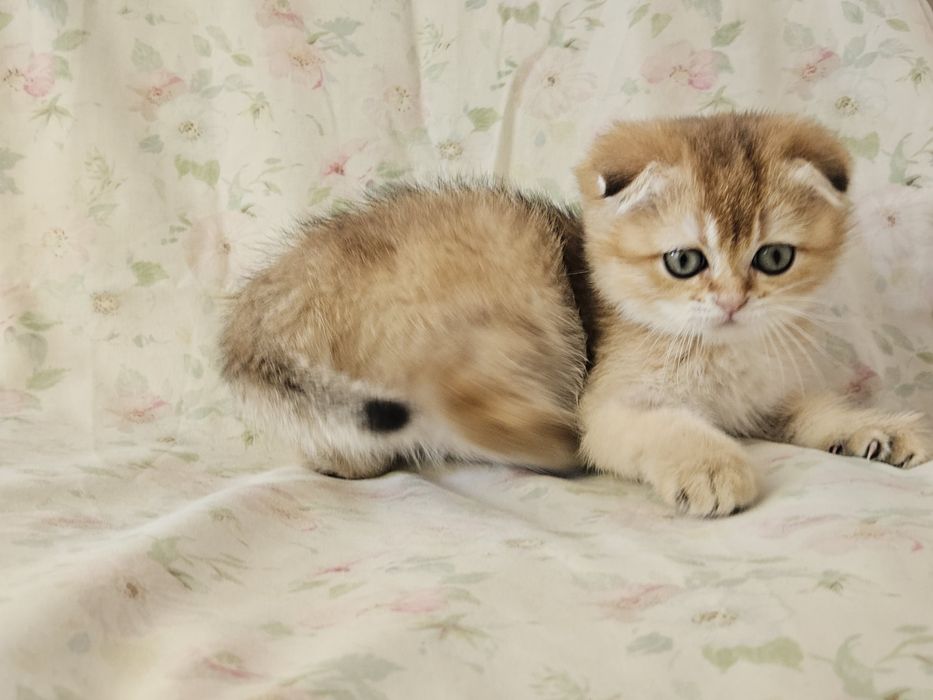 Шотландські кошенята