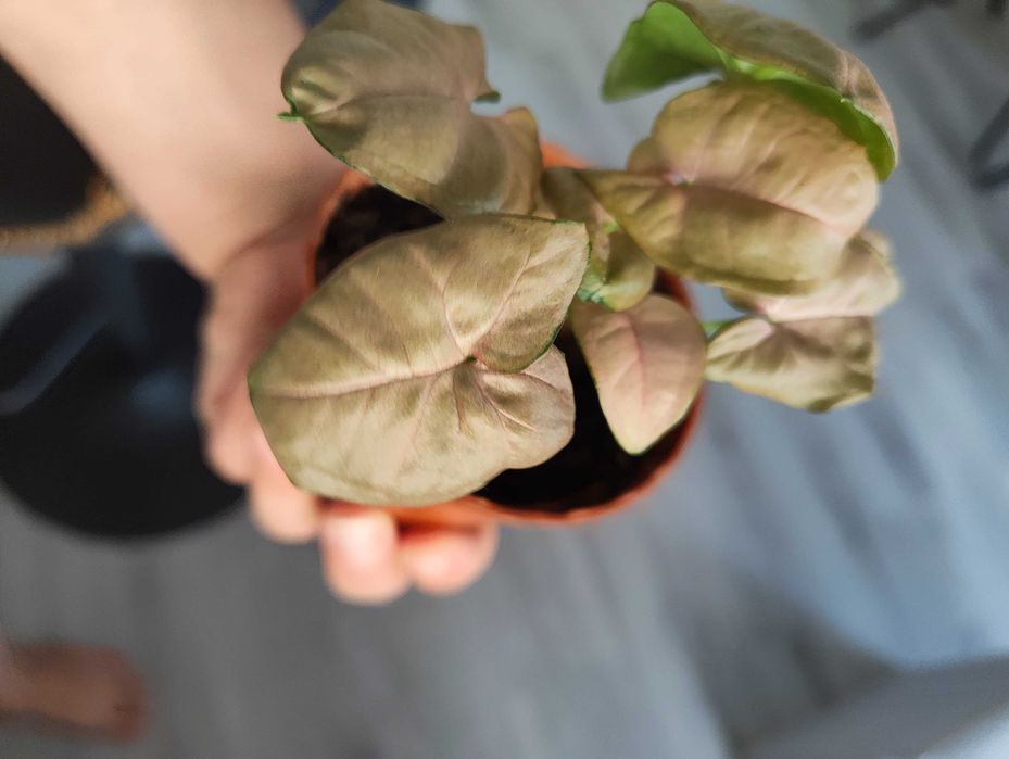 Syngonium cor de rosa - 'Neon Robusta'