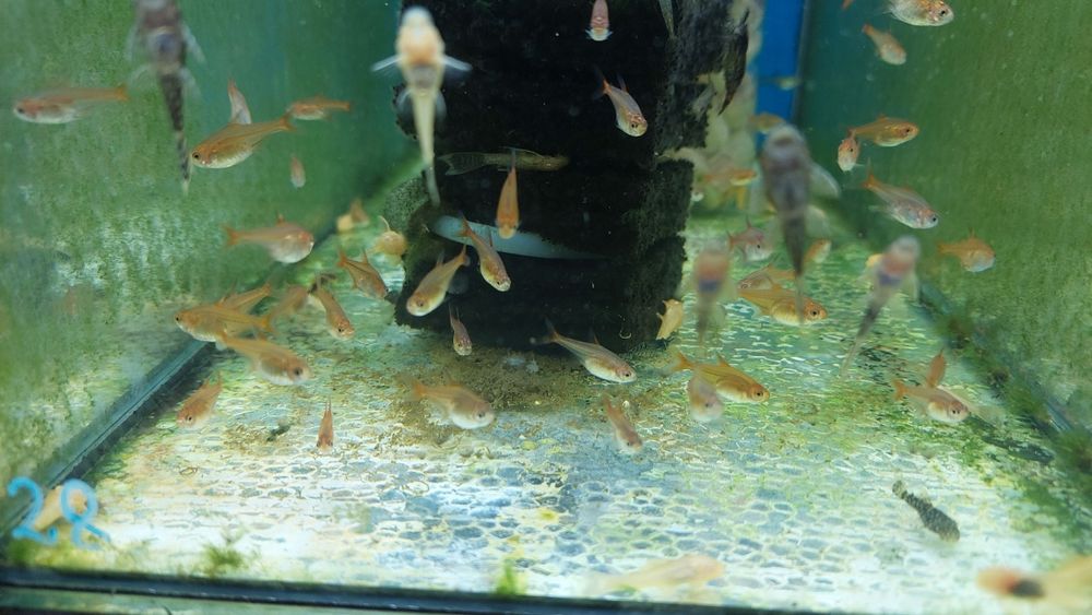 Bystrzyk Amandy (Hyphessobrycon Amandae) WYSYŁKA WYSYŁKA