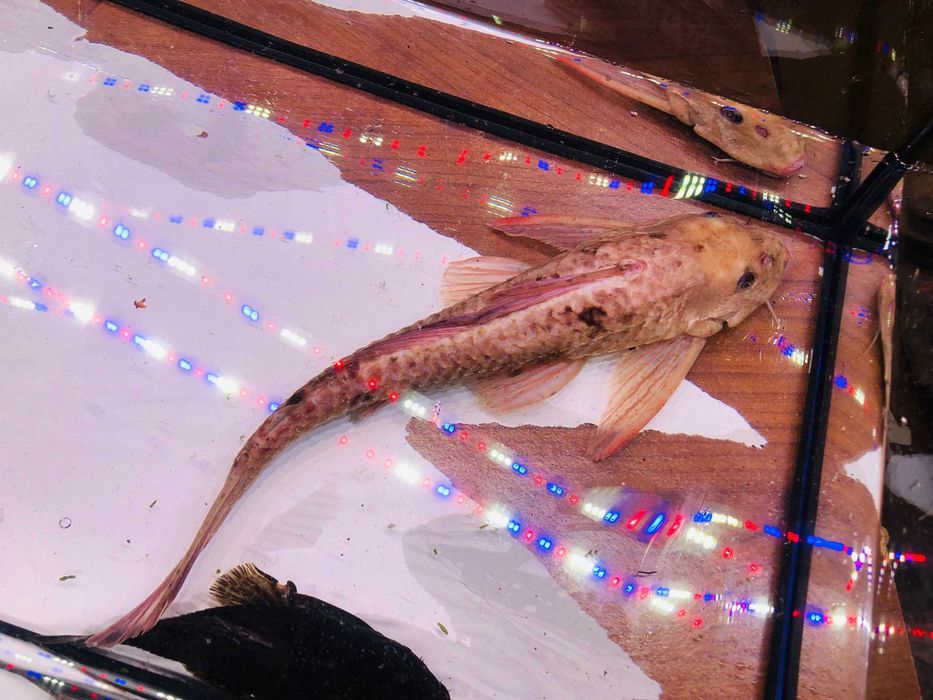 Glonojad , Zbrojnik Albinos 30 cm