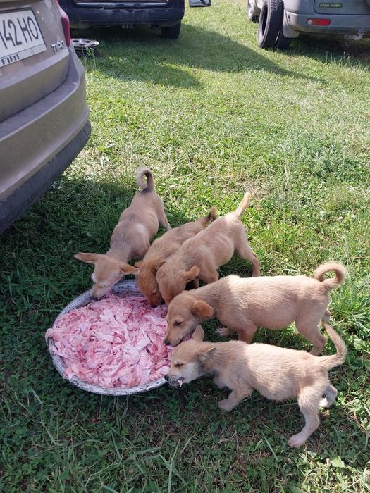 Подарую песиків!