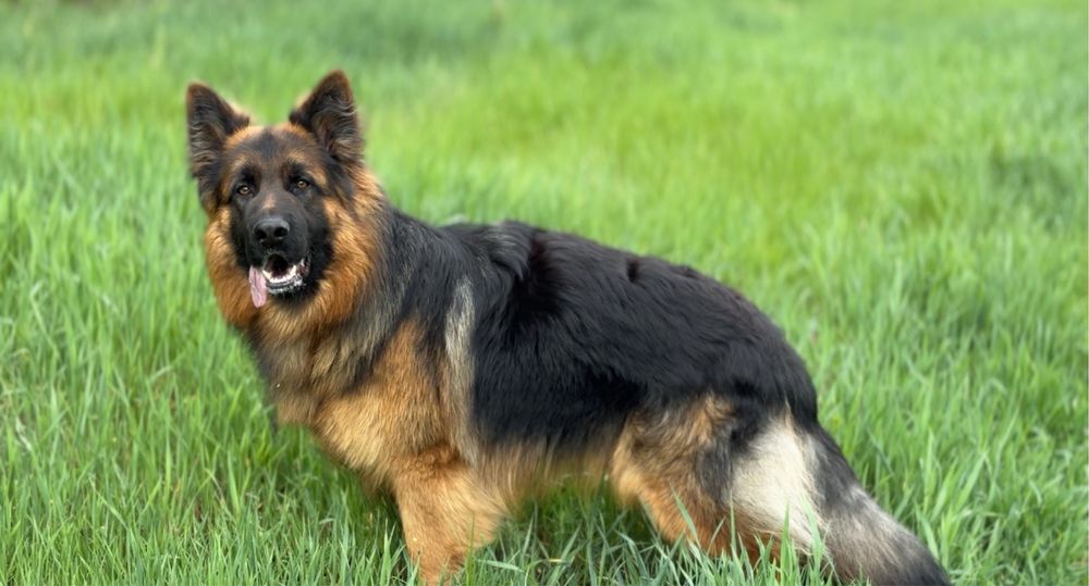 Кобель німецька вівчарка вʼязка