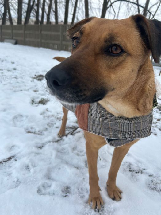 Molly poleca się do adopcji.