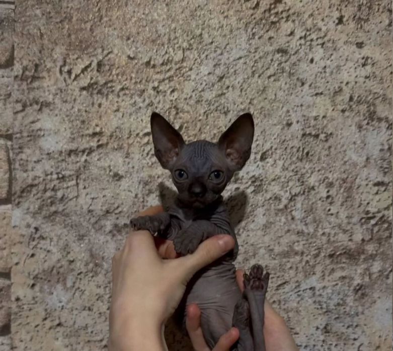 Канадський сфінкс
