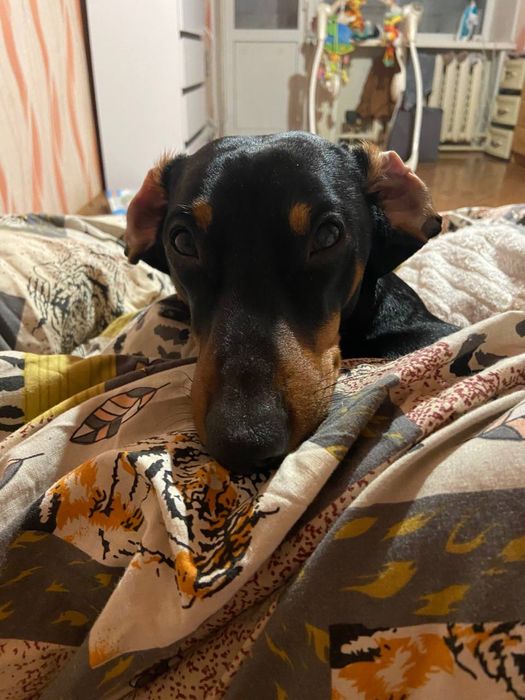 Кабель ищет даму)