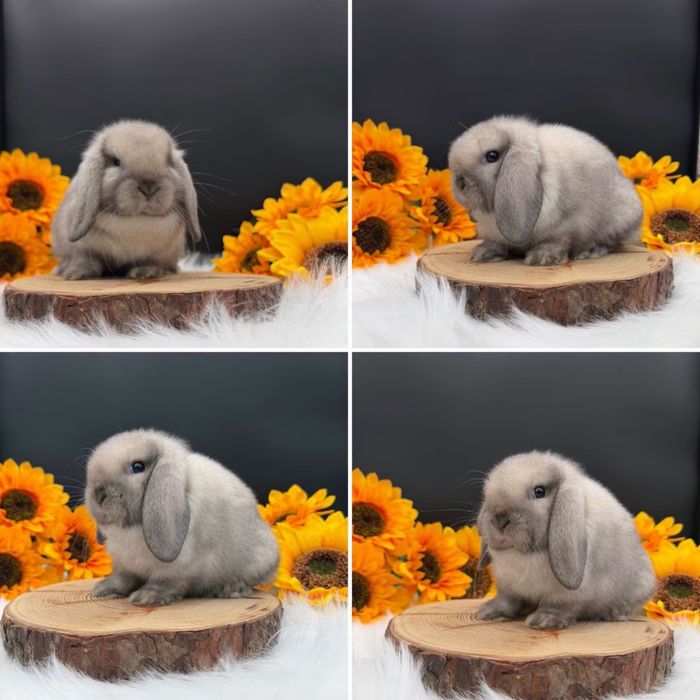 Króliki Mini Lop