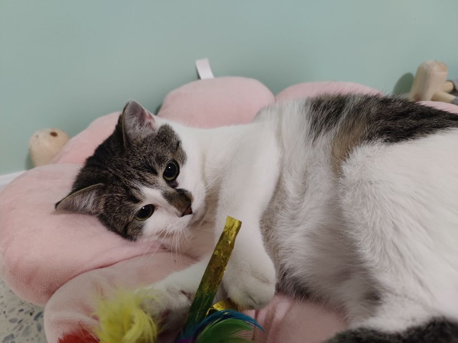 Kot do adopcji - CEDAR, 1.5 roku ,  FELV+