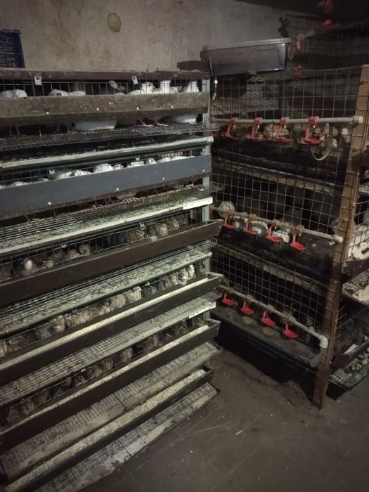 Перепілки домашні