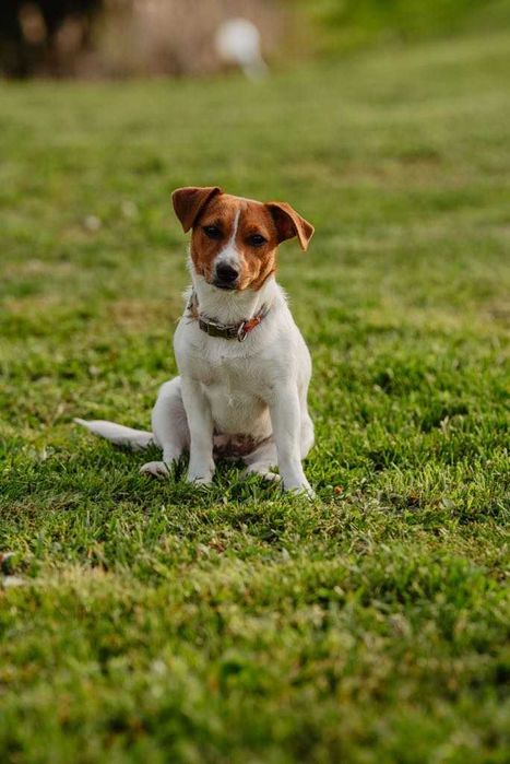 Jack Russell Terrier –  suczka Heca!