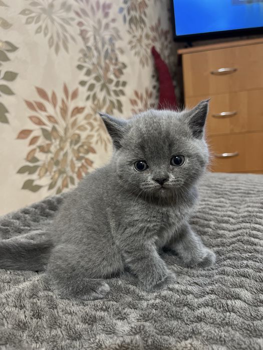 Британські кошенята