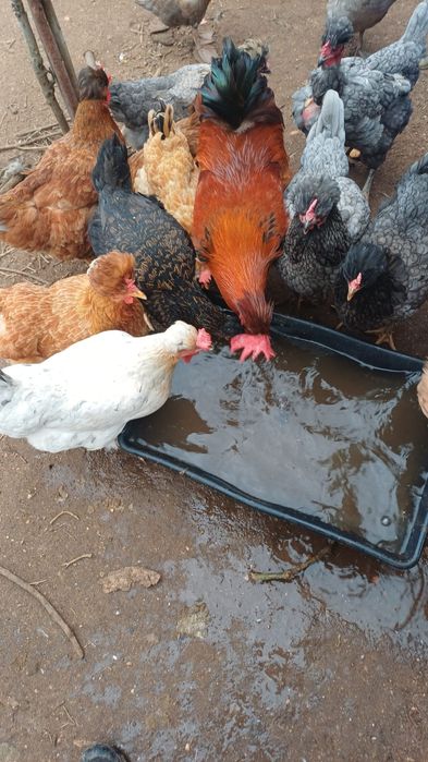 Ovos de galinha Posavina Posavina (Posavska kukmasta kokoš)