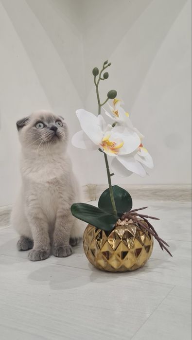 Шотландская вислоухая кошечка /Scottich fold