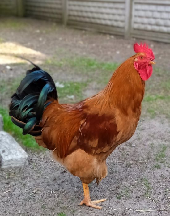 Koguty tegoroczne duże piękne kolory