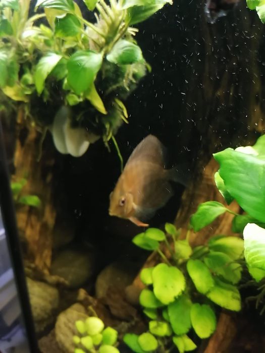Paletka brown discus