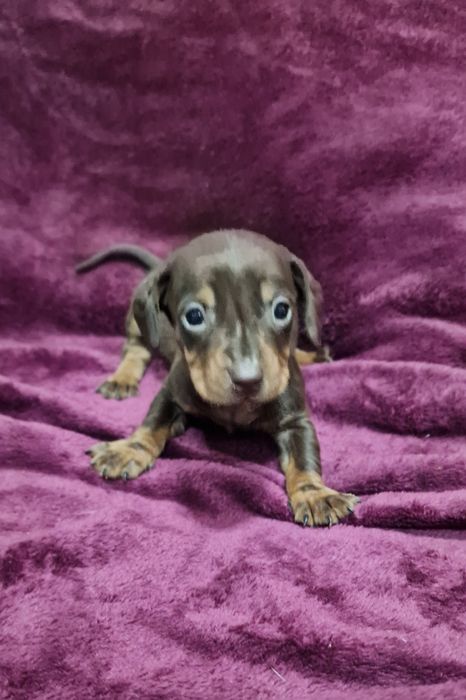 Femea Teckel Miniatura Chocolate