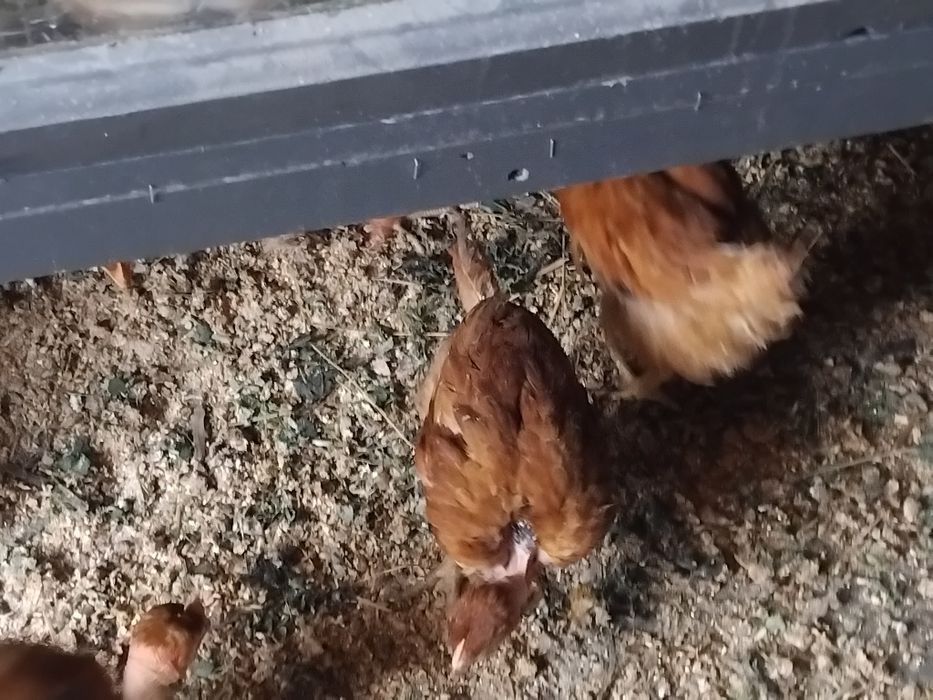 Продам курчата голошийки