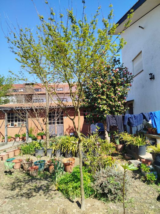 Ácer palmatum verde folha pequena 3,50m