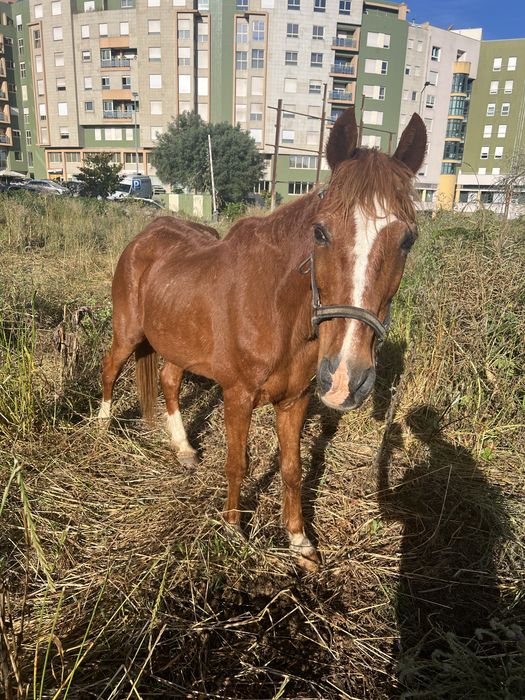 Cavalo lasao montado e engatado