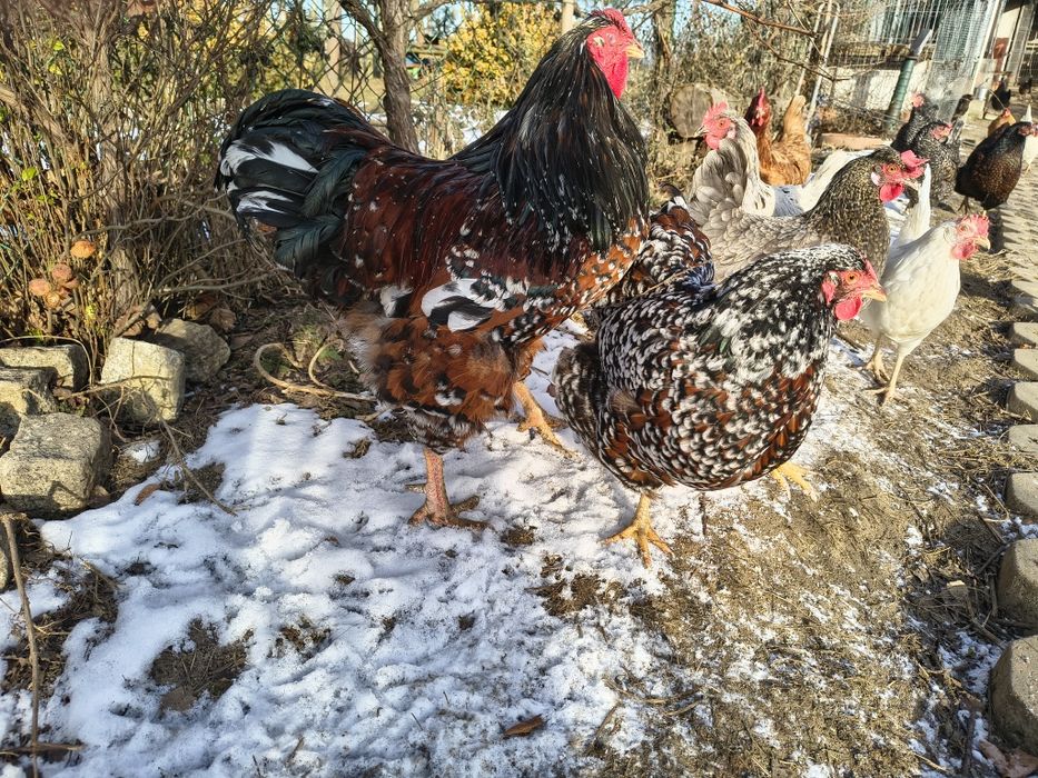 Jaja lęgowe  kur wyandotte porcelanowe