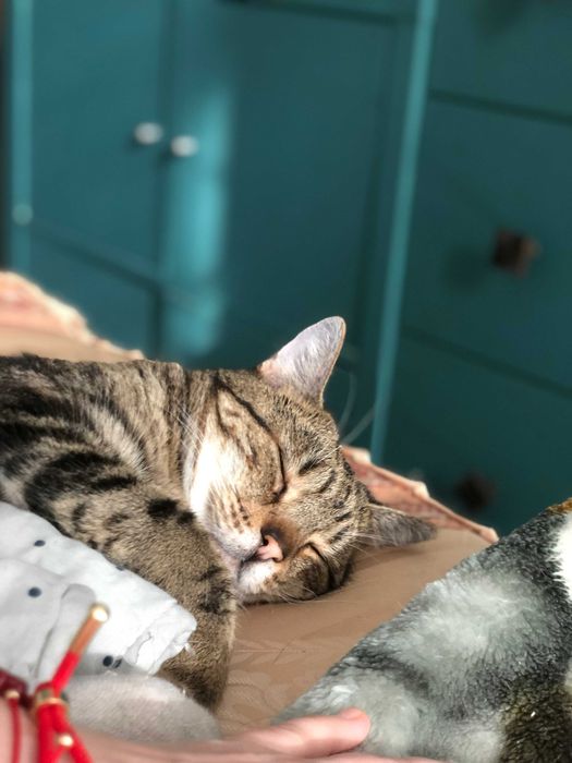 Maniuś - wyjątkowy kot szuka bezpiecznego domu