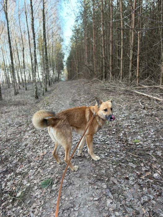 Leo - piękny przytulas szuka domu