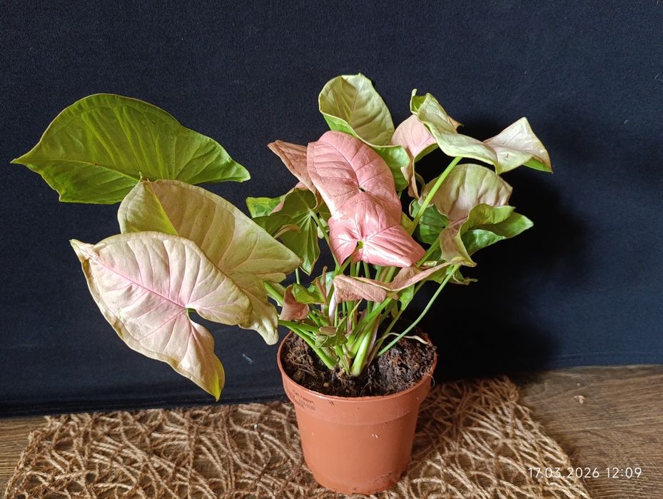 сингоніум.  Pink