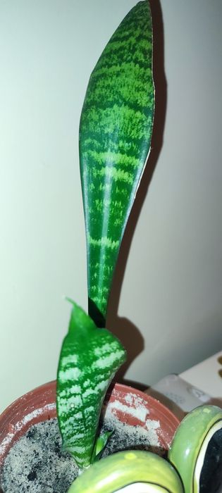 Sprzedam kwiatka doniczkowego WĘŻOWNICĘ - SANSEWIERIĘ