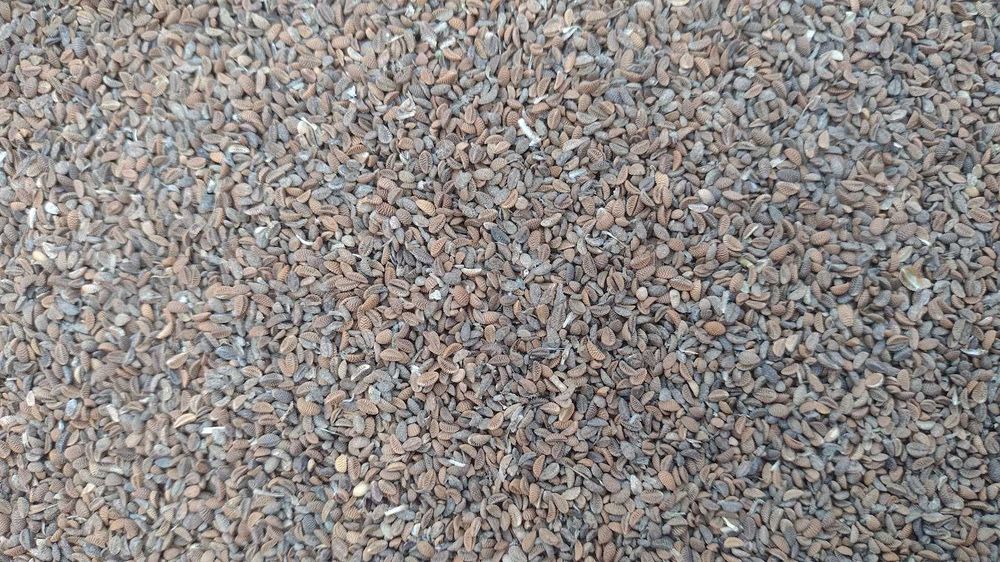 Facelia, zbiór 2025